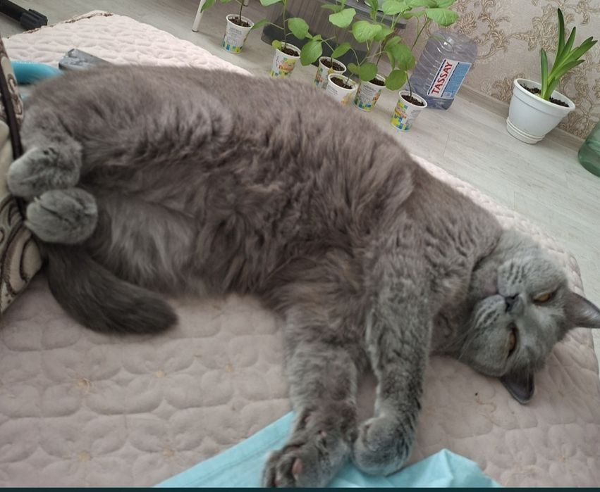 Отдам кошечку в добрые руки