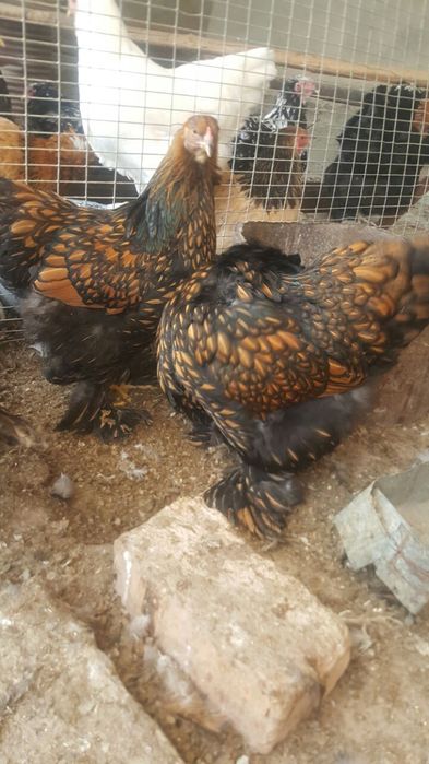 Bram zolita oilasi sotiladi