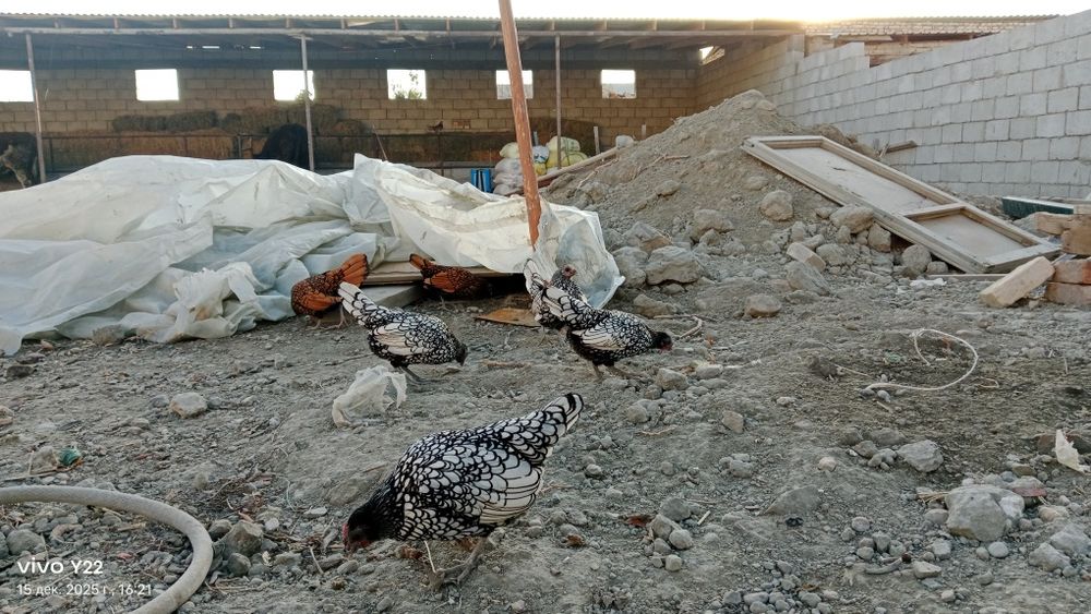 Сибрайт сотилади