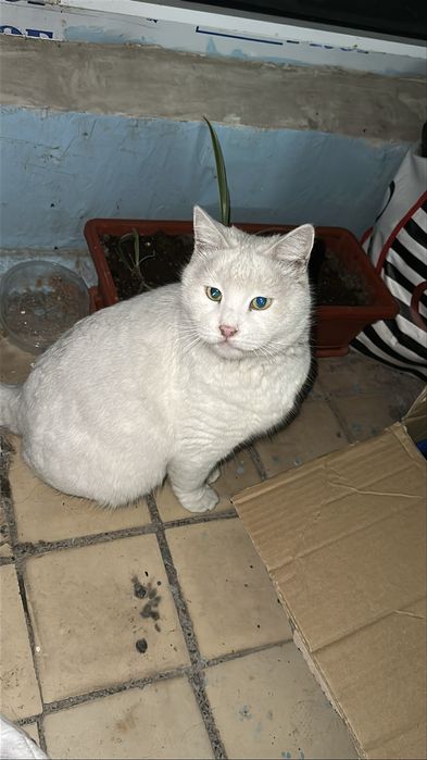 Отдам кошечку в добрые руки