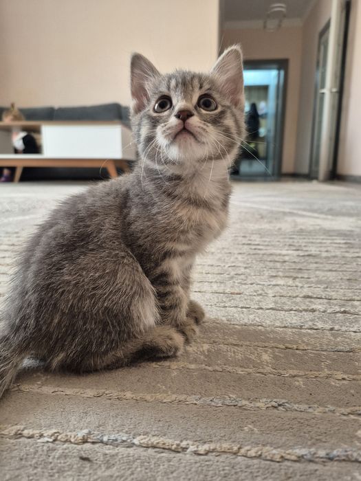 Продам котёнка девочку