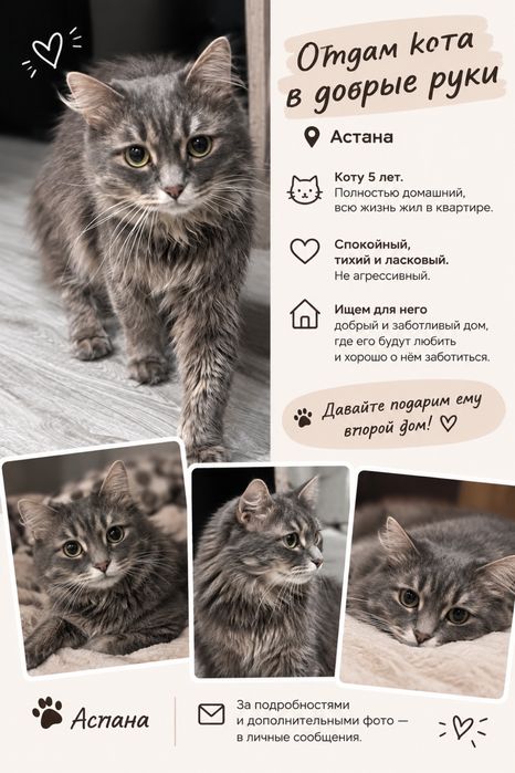 Отдам даром Кота