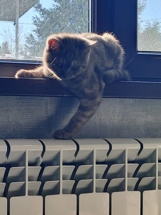 Шотландский котенок, мальчик