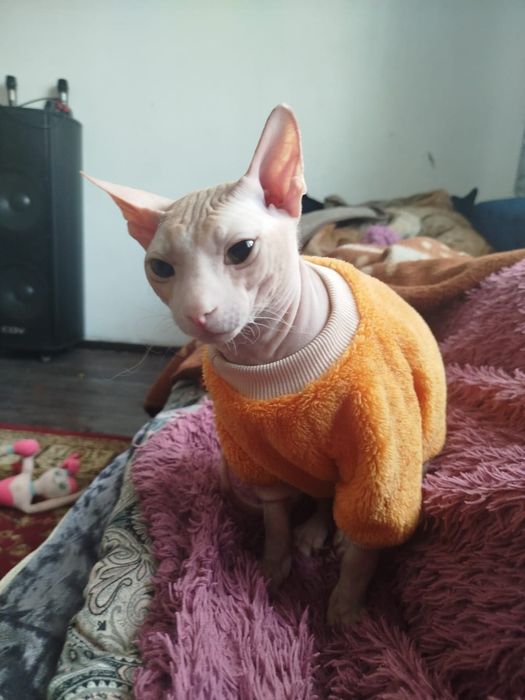 Продам сфинкса кот
