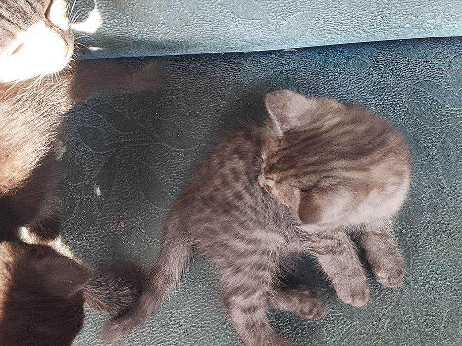 Отдам котят помесь бенгалки