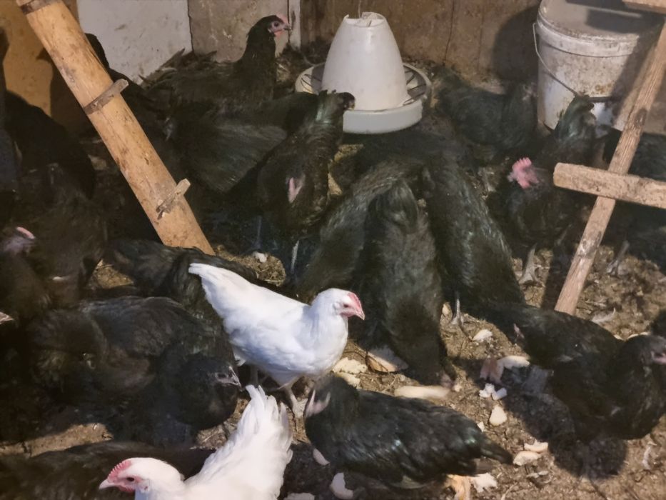 Australorp asustrolop