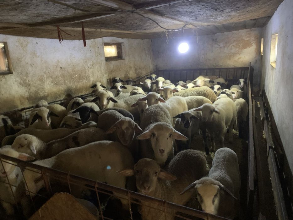 Vand miei slobozia, arges