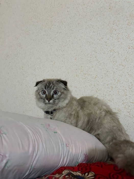 Scottish Fold Highland