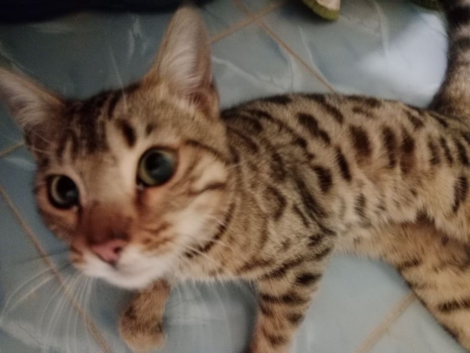 Продаю бенгальского кота