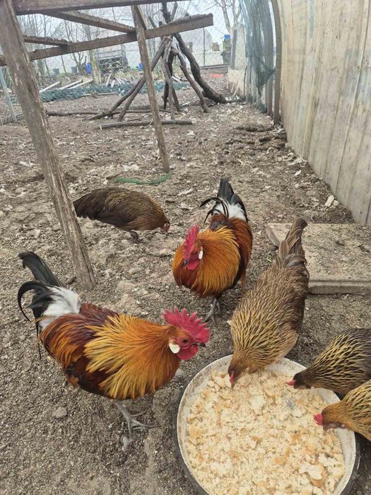 Продавам ярки пилета петли пуйчета