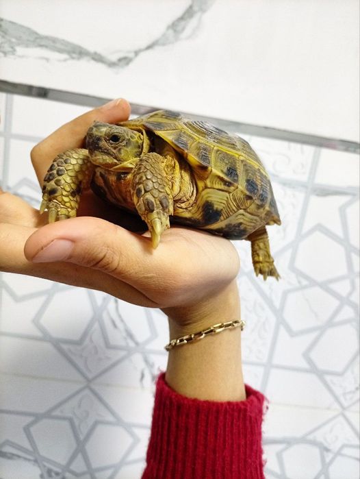 Toshbaqa sotiladi!(Продается черепашки!)