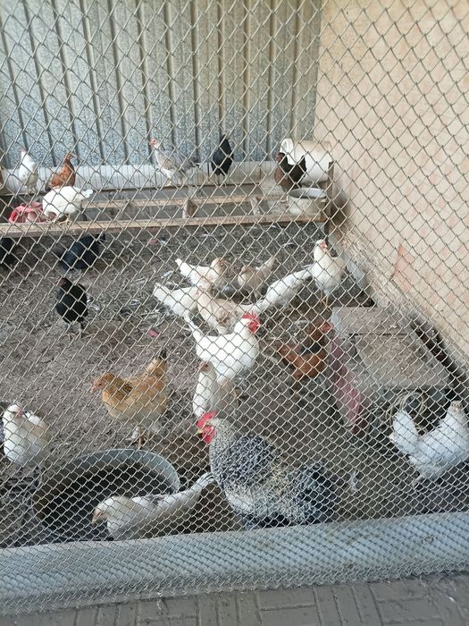 продам домашних курей