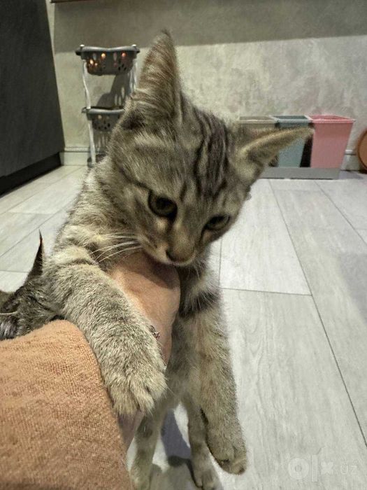 Отдам котенка бесплатно