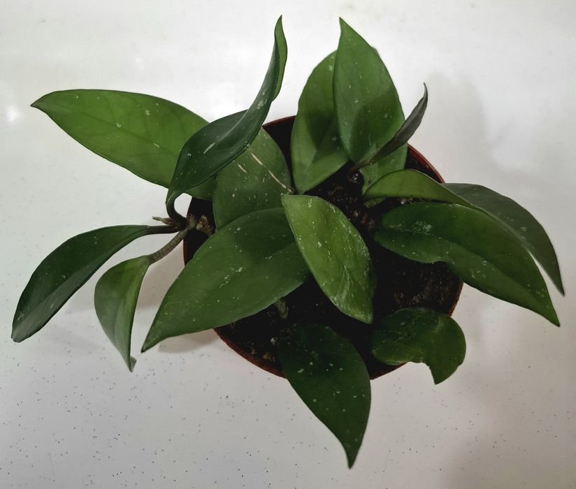 Продаётся хойя карноза,гипоэстэс(3расцветки)денежное дерево.