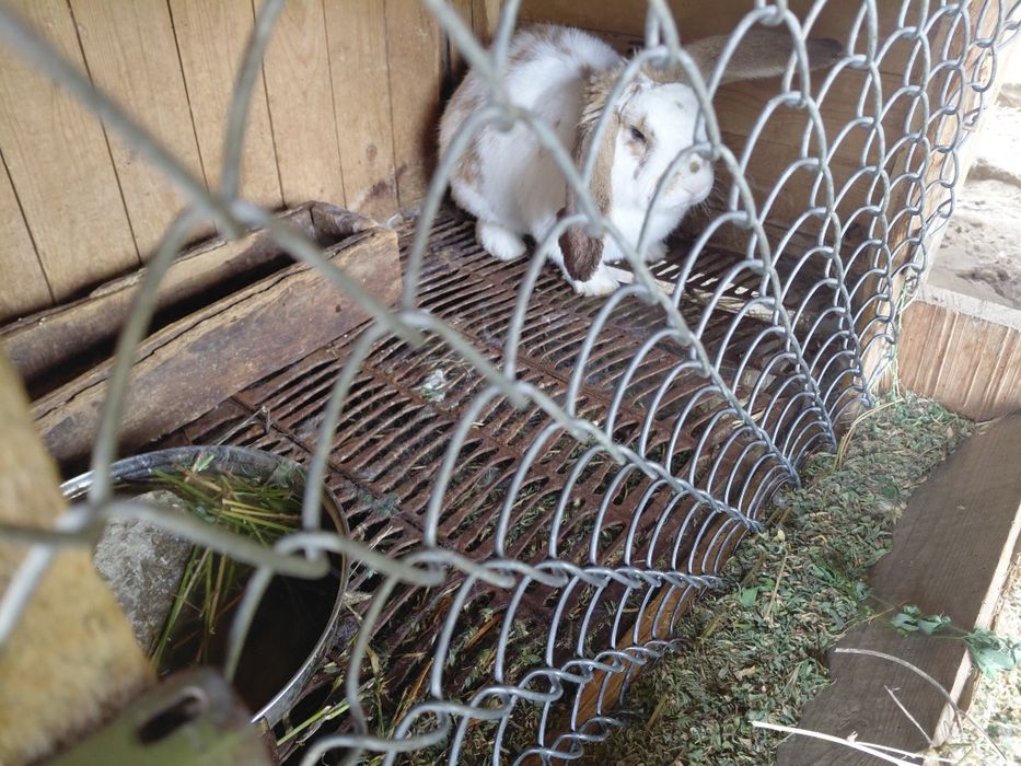 Породисти зайци ...