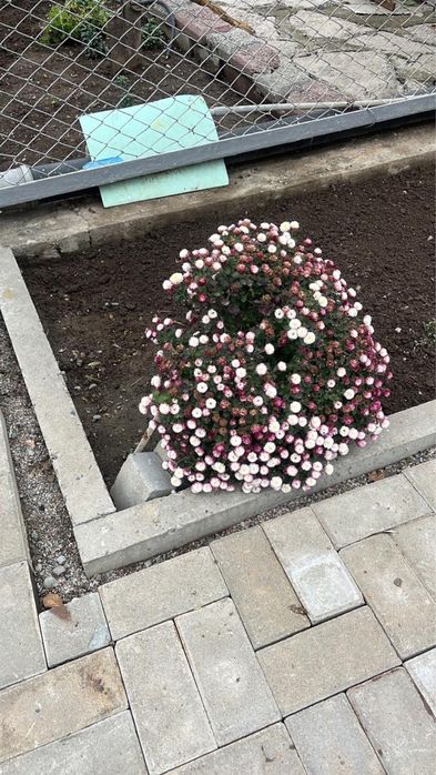 Хризантема сорт мультифлора