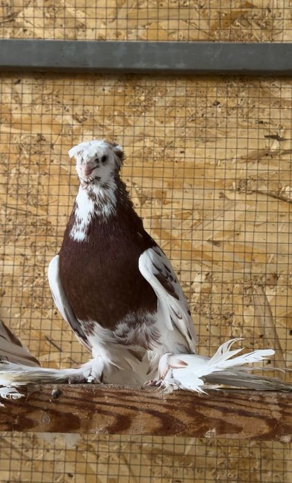 Голуби на продажу