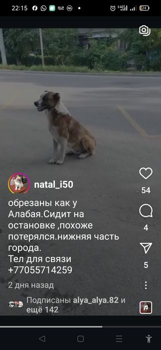 Чей алабай где хозяин