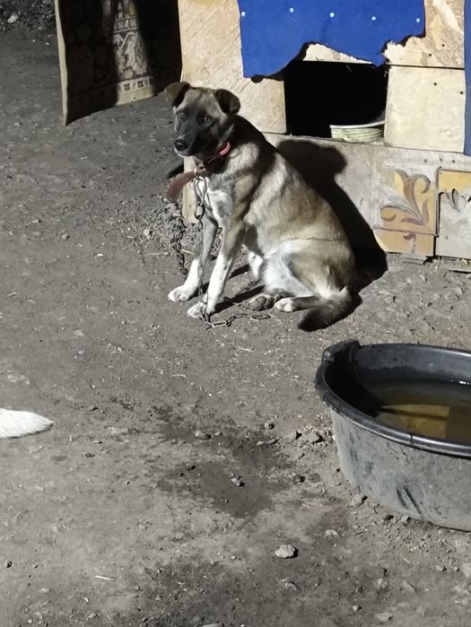 Собака в хорошие руки