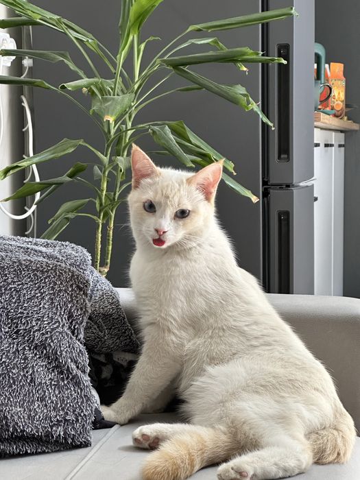 Пропал кот имя Тутусь