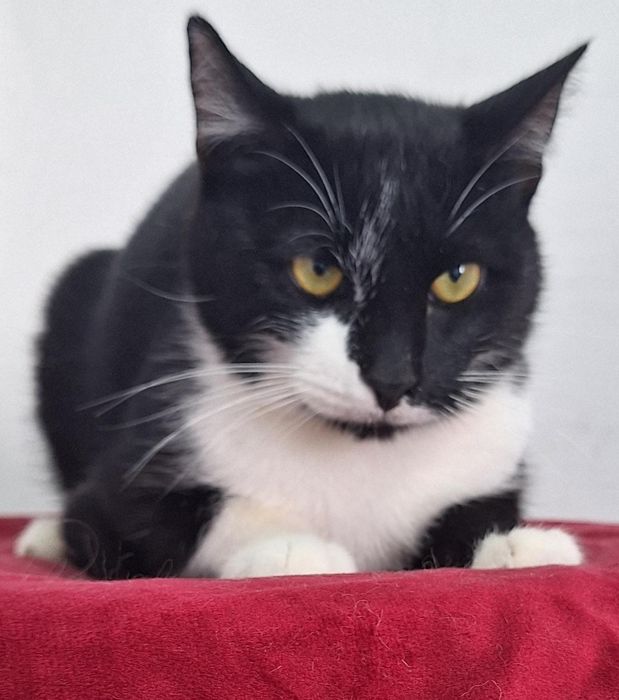 КОТЯТА ждут семью !!!