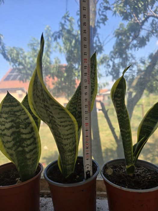 Limba soacrei planta de interior
