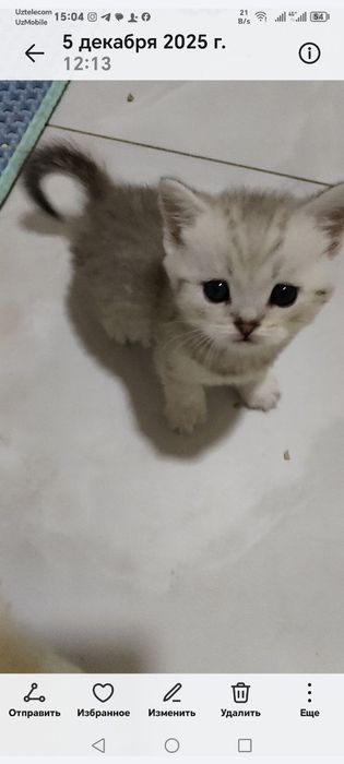 Котята Шотландский шиншилла