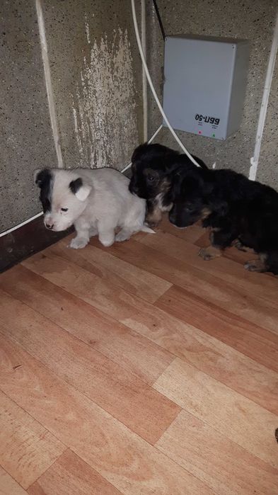 Щеночки звоночки