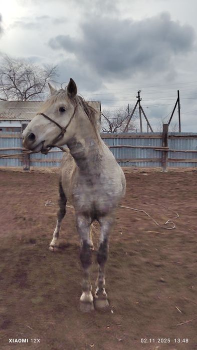 Продам жеребец 7 лет тай айгыр