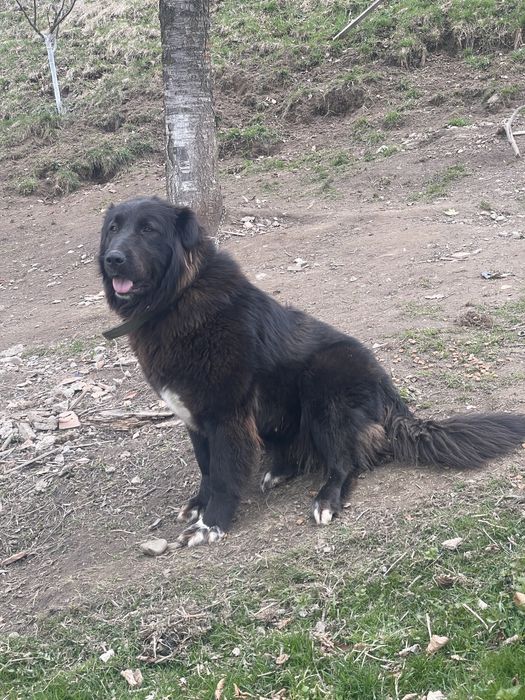 Catea ciobanesc corb