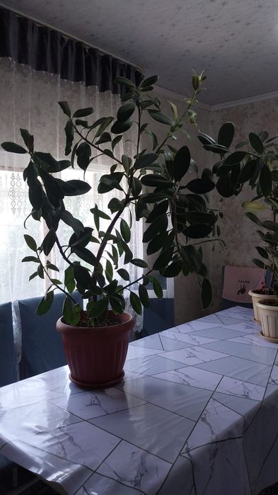 Продам домашние цветы,