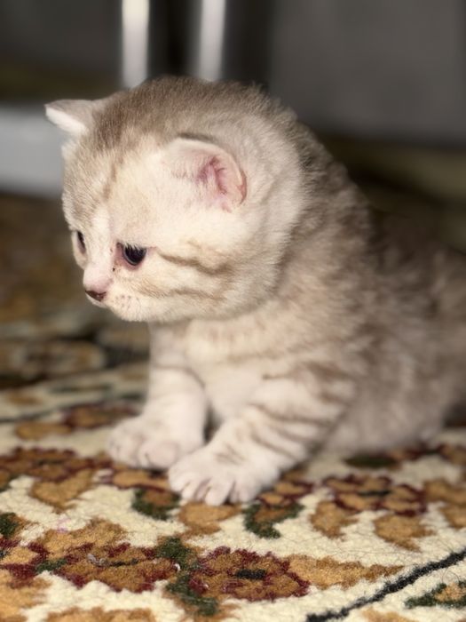 Шотланские котятя