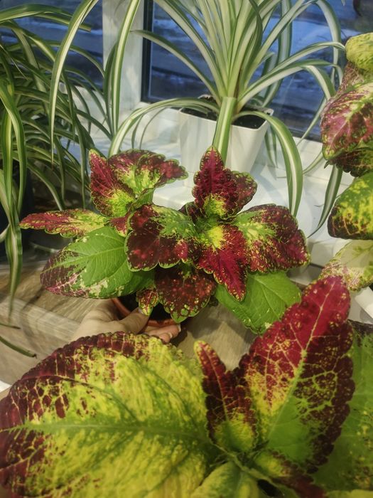 продам цветы для школы