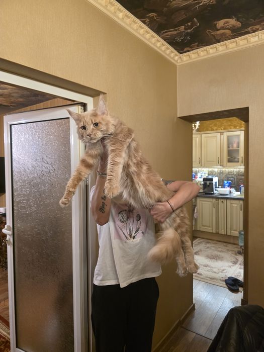 Мейн  куун котета