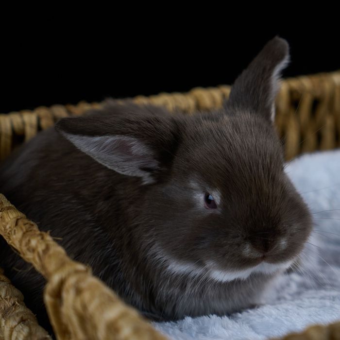 Продам декоративных кроликов.