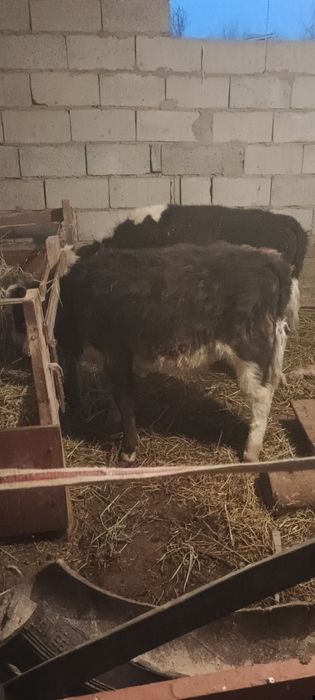 Еркек бұзаулар дендері сау