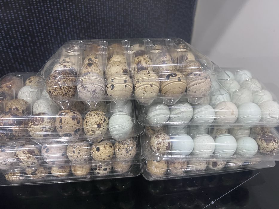 Oua de prepelita incubat   OFERTA