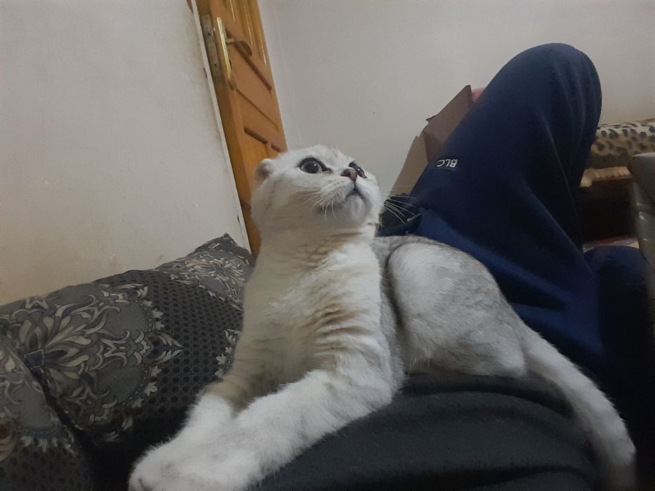 Shatlaniskiy mushik qizbola