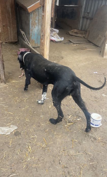 Құмай тазы сатылады!