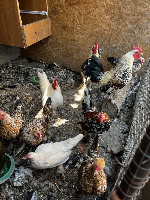 Карликовые  куры