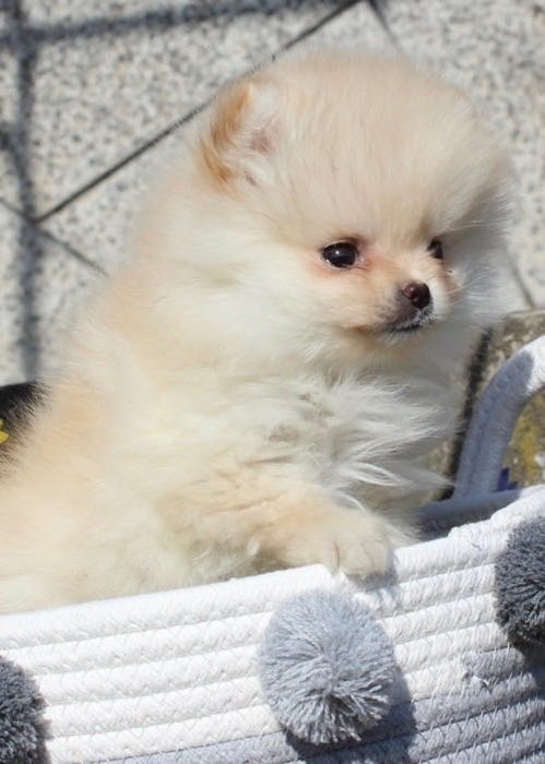 Померани женски и мъжки