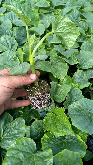 Разсад КРАСТАВИЦИ Тиквички, Пъпеш,Дини