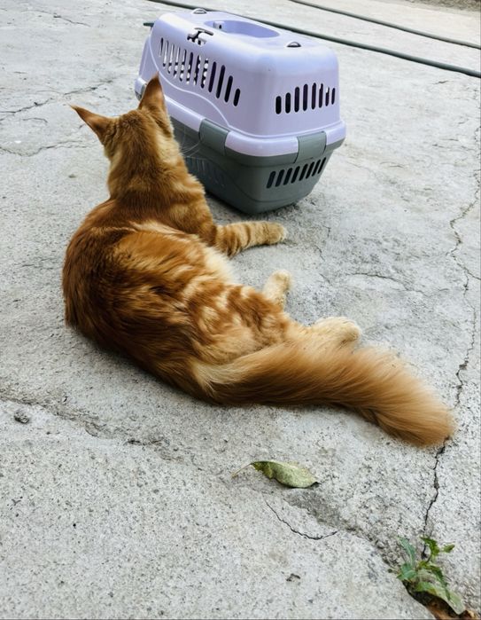 Мейн-кун  вязка полидакт 6/6/6/6