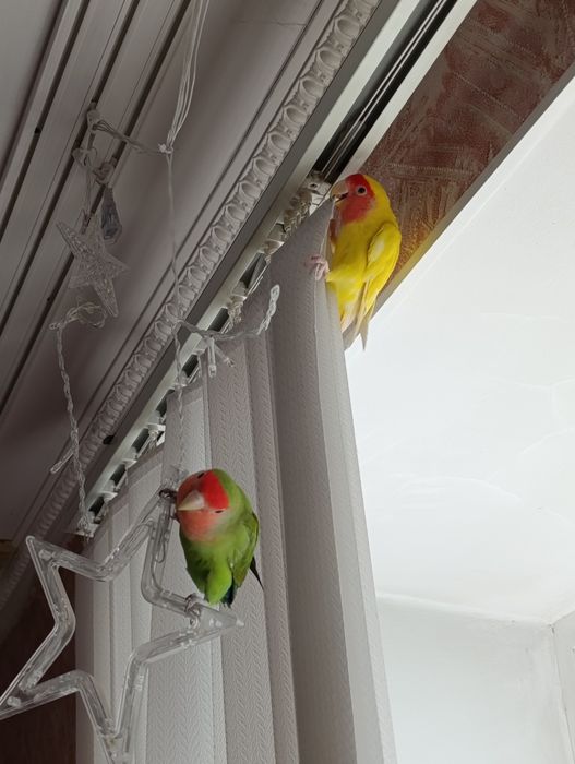 Продам попугаев неразлучников