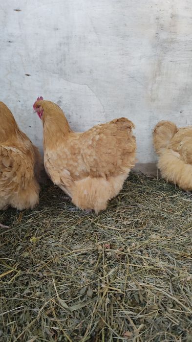 Vând oua incubat rasa Orpington negru și galben și Cochinchina