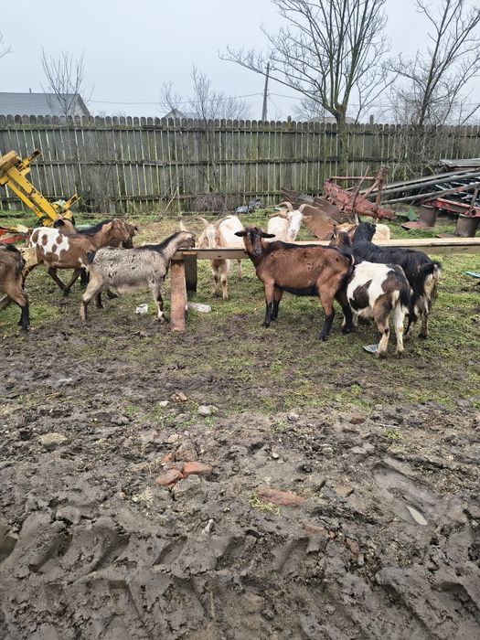 Capre fatate si gestante