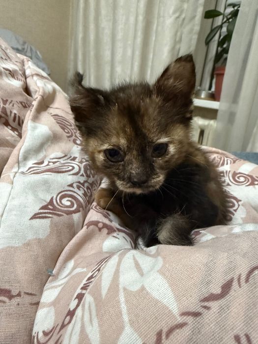 Пристраивается котенок