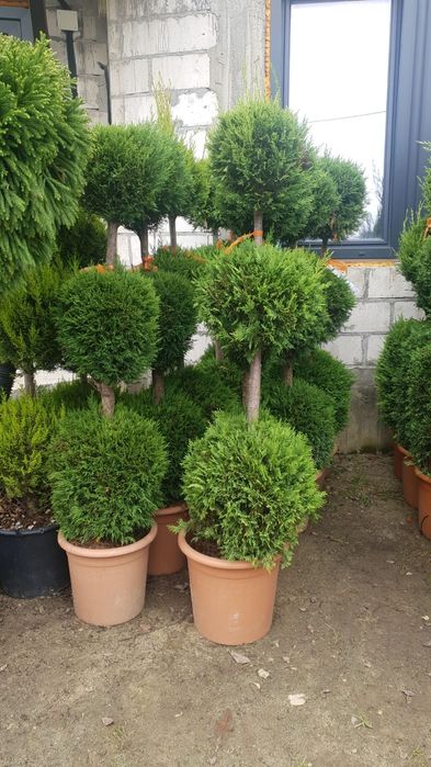 Tuia pon pon photinia