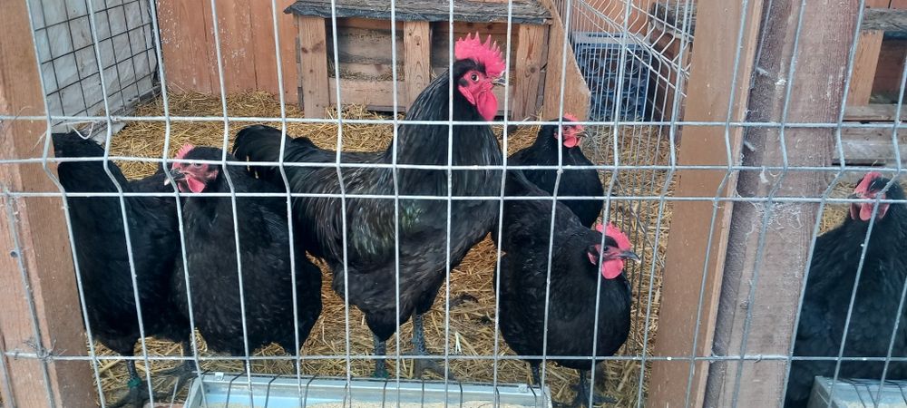 Cochinchina uriaș negru,Cochinchina uriaș galben și  Gersi giant