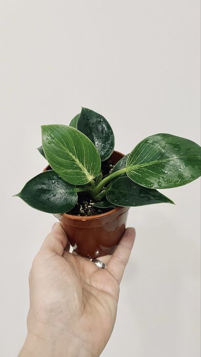 Филодендрон Биркин